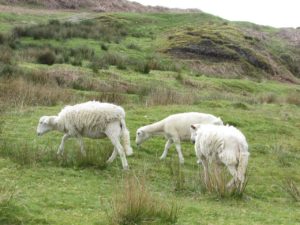 Three sheep in a hillside in rural Wales